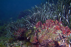 Monitoraggio Posidonia